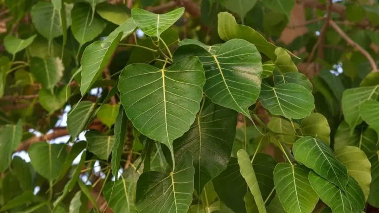 4. రావి చెట్టు పూజ..
అప్పుల నుంచి ఉపశమనం పొందడానికి శనివారం ఉత్తమ రోజు. ఉదయం స్నానం చేసిన తర్వాత రావి చెట్టును పూజించండి. దీపం వెలిగించి, చెట్టు చుట్టూ ప్రదక్షిణ చేయండి.
ఈ సాధన, శుద్ధమైన మనస్సుతో చేయడం వల్ల, అప్పులు తగ్గి ఆర్థిక శ్రేయస్సు కలుగుతుంది.
