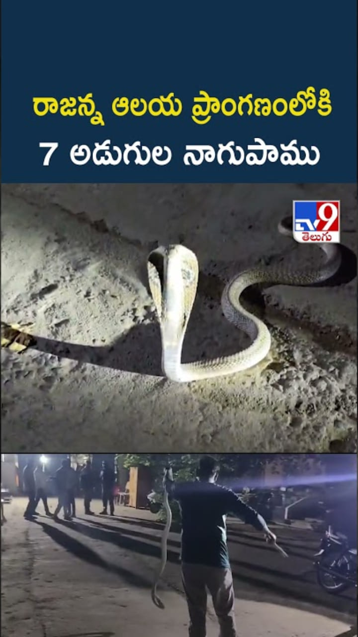 Vemulawada: రాజన్న ఆలయ ప్రాంగణంలో భారీ నాగుపాము..ఇదిగో వీడియో