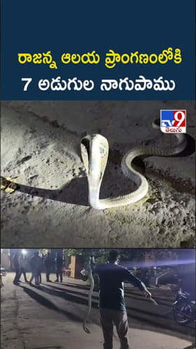 Vemulawada: రాజన్న ఆలయ ప్రాంగణంలో భారీ నాగుపాము..ఇదిగో వీడియో