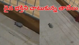 అబ్బా ఎంత చక్కటి దృశ్యం.. గుడి చుట్టూ ప్రదక్షిణలు చేసిన తాబేలు