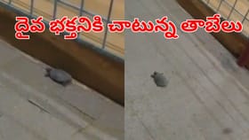 అబ్బ ఎంత చక్కటి దృశ్యం.. గుడి చుట్టూ ప్రదక్షిణలు చేసిన తాబేలు