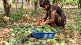 యుద్ధం దెబ్బకు తెలుగు రైతుల విలవిల..!