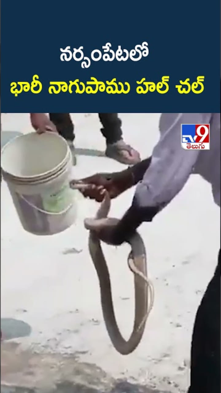 వామ్మో.. నర్సంపేటలో భారీ నాగుపాము హల్ చల్