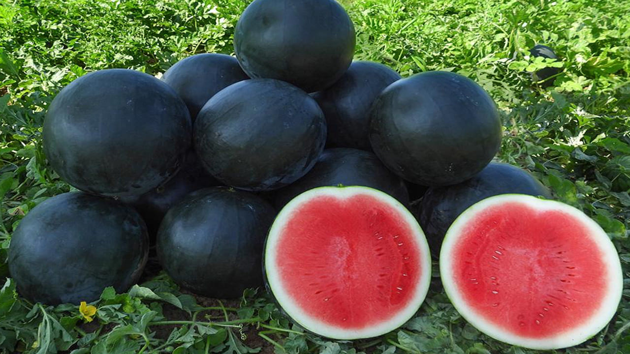 పుచ్చకాయ ప్రయోజనాల విషయానికి వస్తే.. ఈ పండులో లైకోపీన్ అనే శక్తివంతమైన యాంటీ ఆక్సిడెంట్ ఉంటుంది. ఇది గుండె ఆరోగ్యానికి మేలు చేస్తుంది. అలాగే ఇందులోని విటమిన్ సీ రోగనిరోధక శక్తిని పెంచుతుంది.