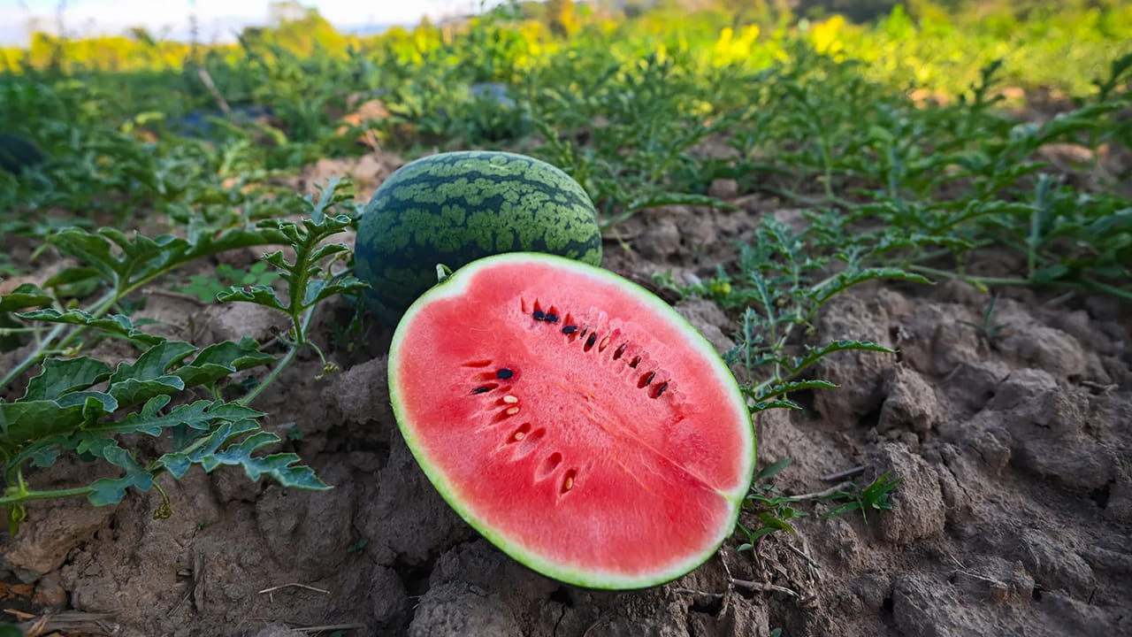  ఆకారం, చారలు: పుచ్చకాయ ఆకారం సమానంగా ఉండాలి. వంకరటింకరగా ఉంటే దానికి సరైన ఎండ, నీరు అందలేదని అర్థం. అలాగే కాయపై ఉండే చారలు ముదురు ఆకుపచ్చ రంగులో స్పష్టంగా ఉండాలి. పండుపై ఉన్న గోధుమ రంగు వెబ్బింగ్ (Webbing) గుర్తులు అది చాలా తీయగా ఉంటుందని సూచిస్తాయి.
