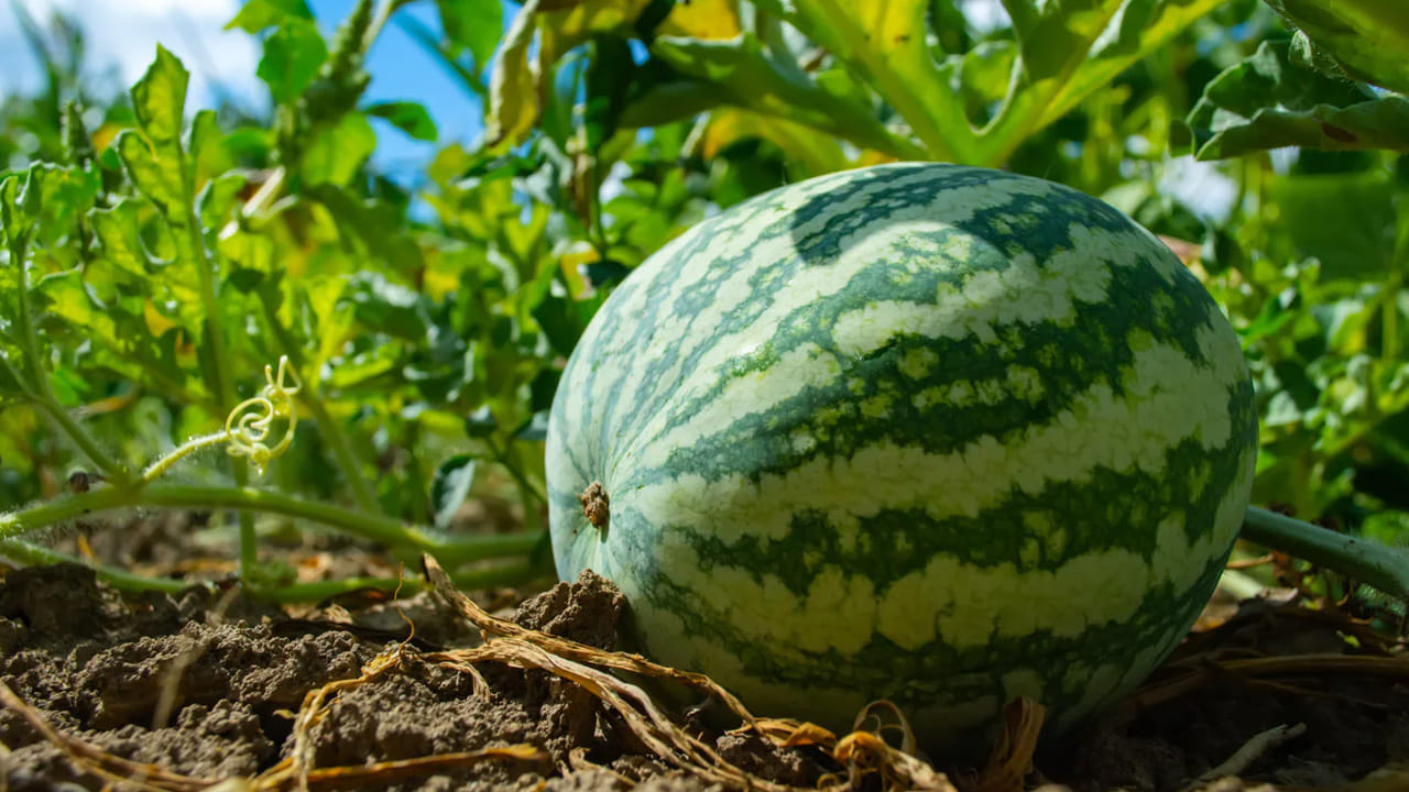  బరువును గమనించండి:  పుచ్చకాయను చేత్తో పైకి ఎత్తి చూడండి. అది దాని పరిమాణం కంటే ఎక్కువ బరువుగా అనిపించాలి. ఎక్కువ బరువు ఉందంటే అందులో నీటి శాతం ఎక్కువగా ఉందని, అది తాజాగా ఉందని అర్థం.