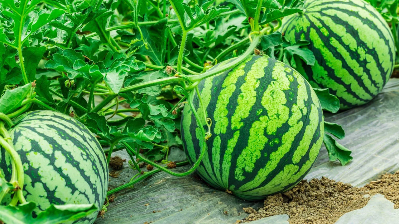 తొడిమను చూడండి: పుచ్చకాయ తొడిమ ఎండిపోయి ఉంటే అది పండినట్లు. ఒకవేళ తొడిమ ఆకుపచ్చగా, తాజాగా ఉంటే అది ఇంకా పక్వానికి రాలేదని అర్థం. వేసవి తాపం నుండి ఉపశమనం పొందడానికి ఈ చిట్కాలను ఉపయోగించి సరైన పండును ఎంచుకోండి!