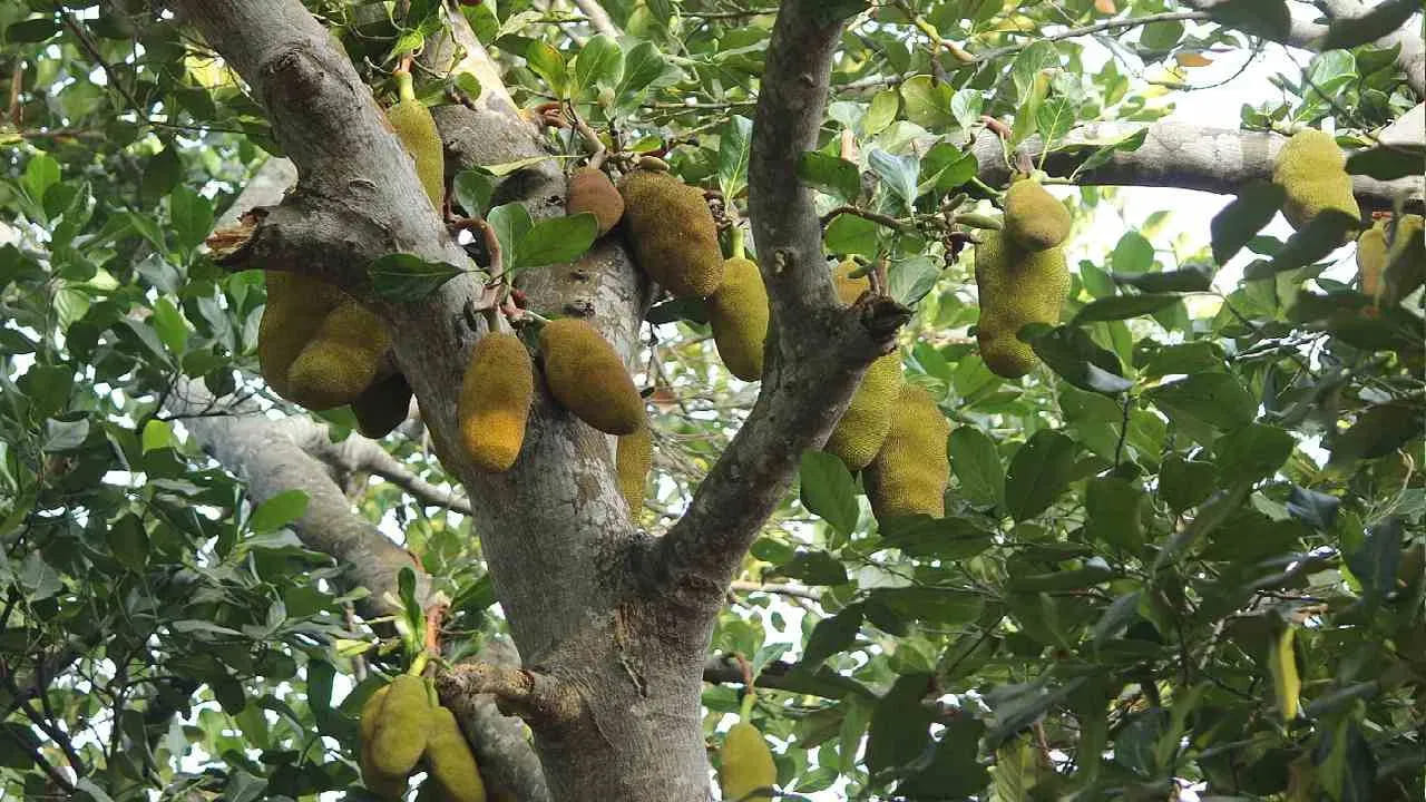 ప్రపంచ రికార్డు ఇదే: గిన్నిస్ వరల్డ్ రికార్డ్స్ ప్రకారం.. ప్రపంచంలోనే అతిపెద్ద పనస పండు 2024లో అమెరికాలోని ఫ్లోరిడాలో నమోదైంది. హ్యూ ఫోర్త్‌మాన్ అనే వ్యక్తి పండించిన ఈ పండు ఏకంగా 54.43 కిలోల బరువు తూగి అందరినీ ఆశ్చర్యపరిచింది.
