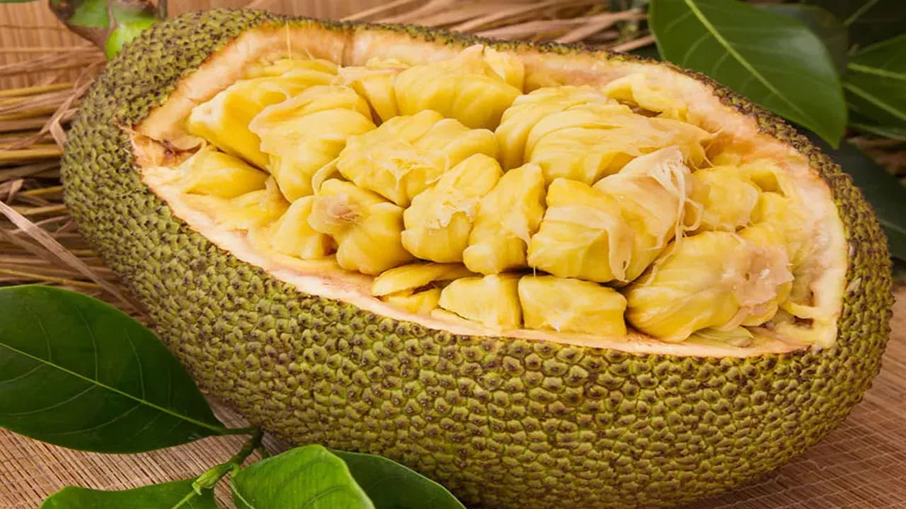 పోషకాల గని: పనసను కేవలం పండుగానే కాకుండా ఆకలిని తీర్చే అద్భుత ఆహార వనరుగా పరిగణిస్తారు. ఇది వందలాది పువ్వుల అండాశయాల కలయికతో ఏర్పడే అద్భుత నిర్మాణం. ఒకే పండులో దాదాపు 500 గింజలు ఉంటాయి. వీటిని ఉడకబెట్టి లేదా వేయించుకుని తింటే ఎంతో రుచిగా, పోషకదాయకముగా ఉంటాయి. విటమిన్లు, మినరల్స్ అధికంగా ఉండే ఈ పండు ప్రపంచవ్యాప్తంగా అనేక ప్రాంతాల్లో ఆహార భద్రతలో కీలక పాత్ర పోషిస్తోంది.
