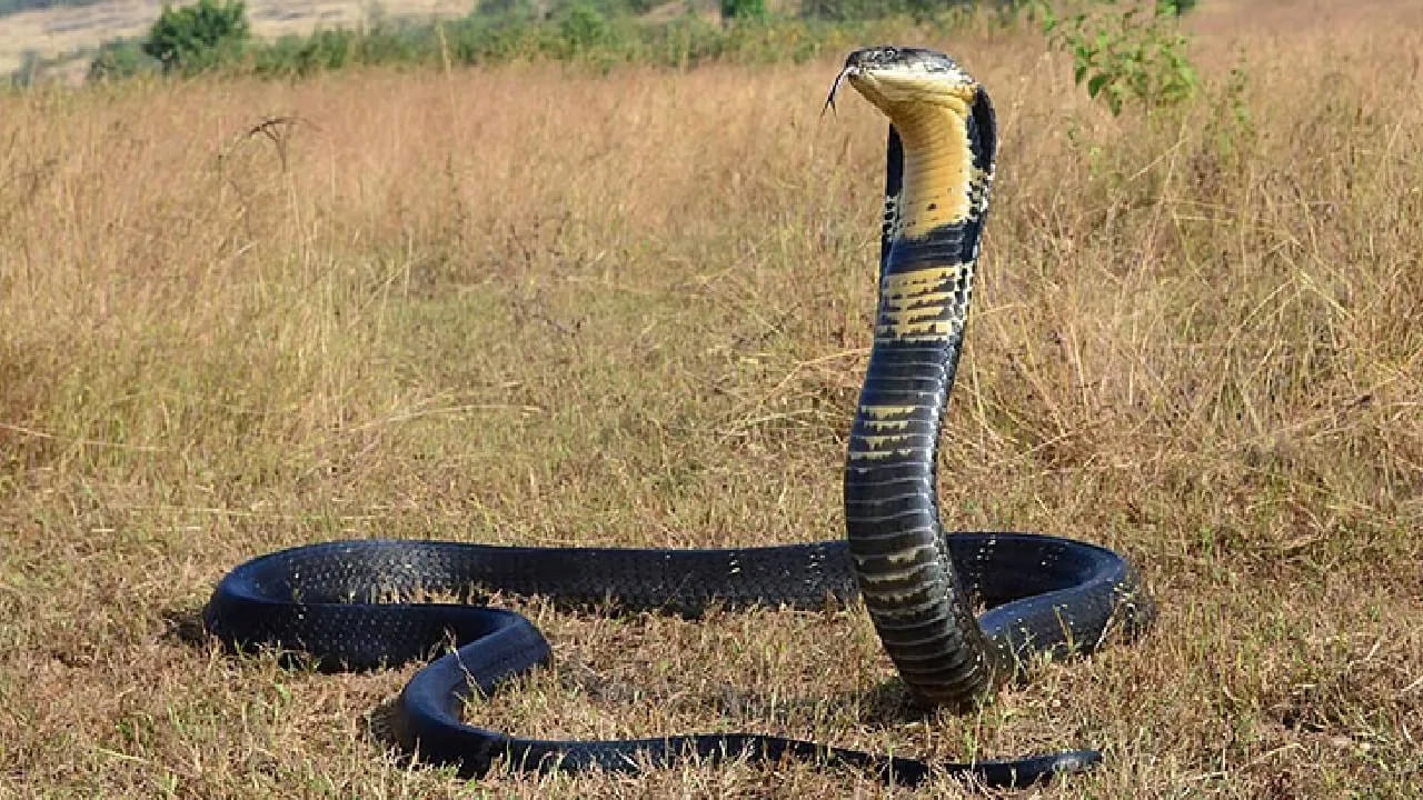 King Cobra: అడుగు దూరంలో కింగ్ కోబ్రా.. ఈ తప్పులు చేశారో మీ ప్రాణాలకే రిస్క్..