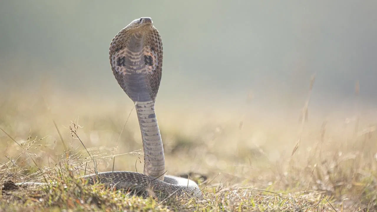 What To Do If You See A Snake In Your Garden