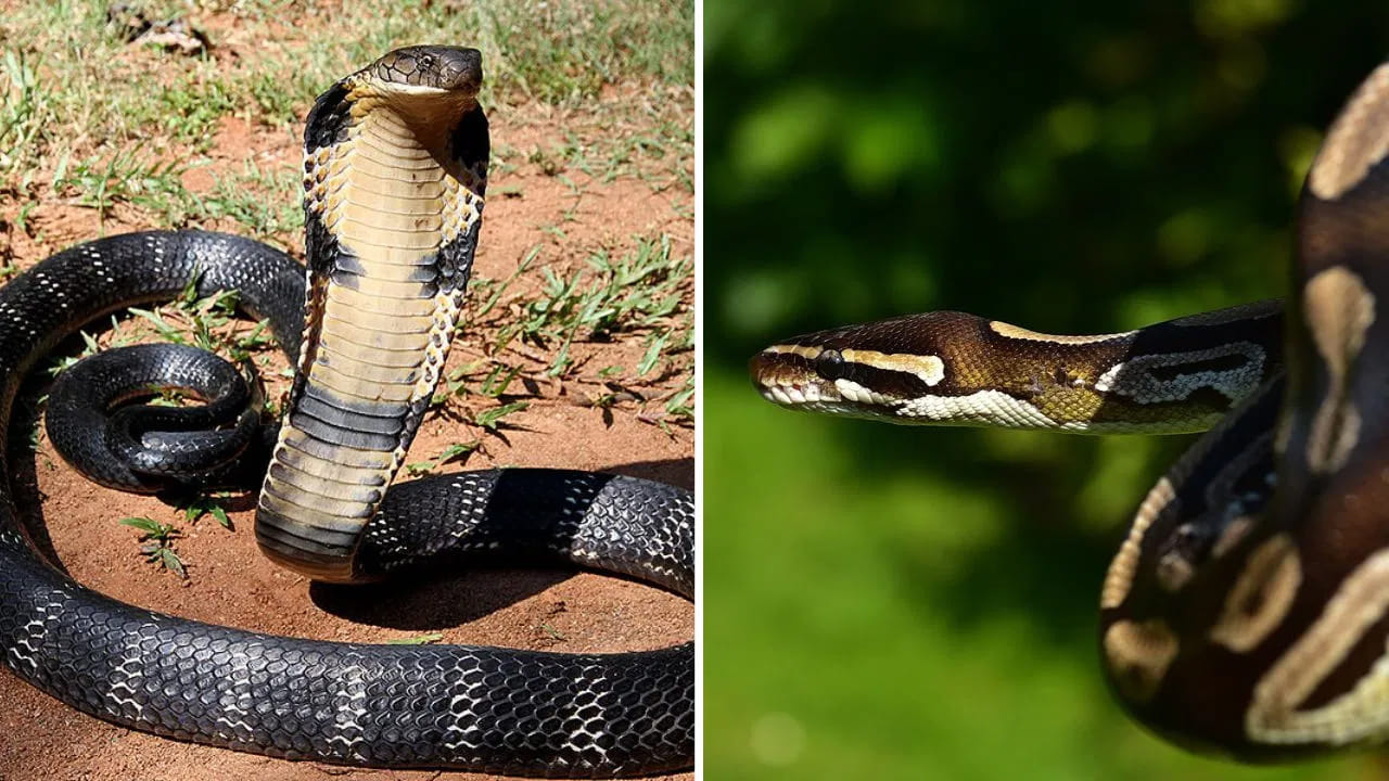 పాములు రాకుండా ఎలా..?: పాములను ఆకర్షించే అంశాలను తగ్గిస్తే, అవి మీ తోటలోకి వచ్చే అవకాశం తక్కువ. తోటలోని గడ్డిని ఎప్పుడూ పొట్టిగా ఉంచండి. పొడవాటి గడ్డి పాములకు మంచి నివాసంగా మారుతుంది. పాత చెక్కల కుప్పలు, రాలిన ఆకులు, పనికిరాని వస్తువులను తొలగించండి. మీ తోటలో ఎలుకలు, కప్పలు తక్కువగా ఉంటే పాములకు ఆహారం దొరకదు, దాంతో అవి అక్కడ ఉండవు.
