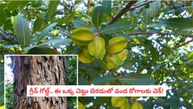 గ్రీన్ గోల్డ్.. ఈ ఒక్క చెట్టు బెరడుతో వంద రోగాలకు చెక్!