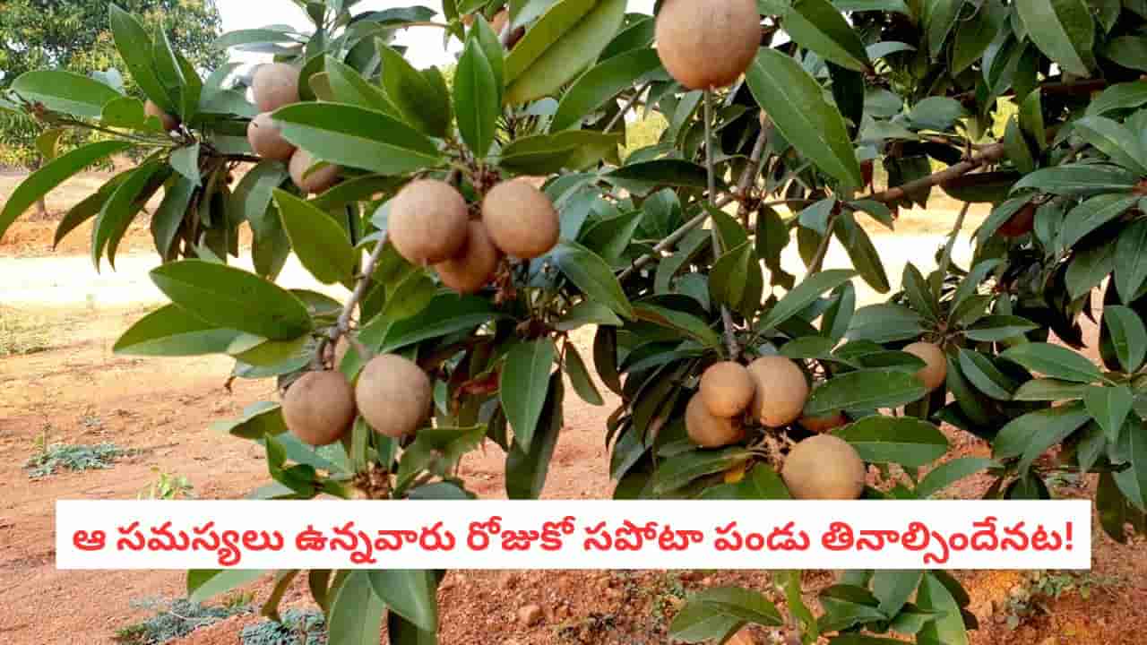 Sapota Benefits: తియ్యగా ఉందని సపోటాలను లాగించేస్తున్నారా?.. ఆ వ్యాధి ఉన్నవారు తింటే రిస్క్లో పడ్డట్టే..