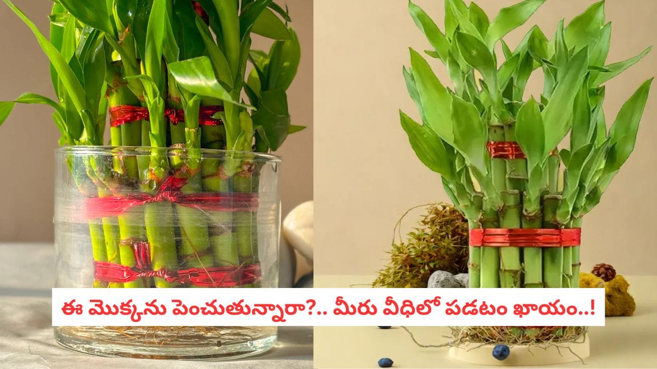 Lucky Bamboo : మీ ఇంట్లో ఈ మొక్క ఉందా?.. ఈ చిన్న తప్పు చేస్తే అదృష్టం కాస్తా దరిద్రంగా మారుతుంది జాగ్రత్త!