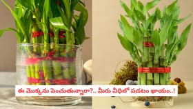 ఈ మొక్కను పెంచుతున్నారా?.. మీరు వీధిలో పడటం ఖాయం..