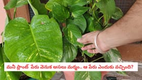 మనీ ప్లాంట్ పేరు వెనుక అసలు మర్మం.. ఆ పేరు ఎందుకు వచ్చింది?