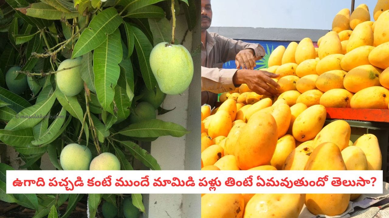 Mango Alert: ఉగాది రాకముందే మామిడి పళ్లు తింటున్నారా?.. పెద్దల మాట వెనుక అసలు సీక్రెట్ ఇదే..