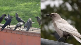 తెల్ల కాకిని చూస్తే ఏమవుతుందో తెలుసా..? ప్రపంచంలోనే అత్యంత అరుదైన