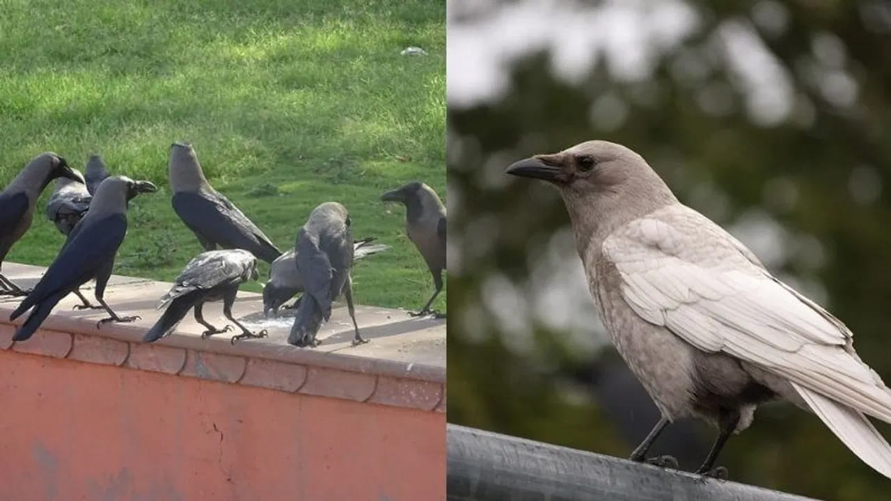 తెల్ల కాకి: కాకి అనగానే మనకు నలుపు రంగే గుర్తొస్తుంది. కానీ ప్రపంచంలో తెల్ల కాకులు కూడా ఉన్నాయి. ఇది ఏదో కొత్త జాతి కాదు.. అల్బినిజం లేదా ల్యూసిజం అనే జన్యుపరమైన మార్పు వల్ల కాకులు తెల్లగా మారుతాయి. కరేబియన్ దీవుల్లో ఇవి ఎక్కువగా కనిపిస్తాయి. మన దేశంలో ఇవి కనిపించడం చాలా అరుదు. అందుకే వీటిని చూడటం ఒక ప్రత్యేక అనుభవంగా భావిస్తారు.
