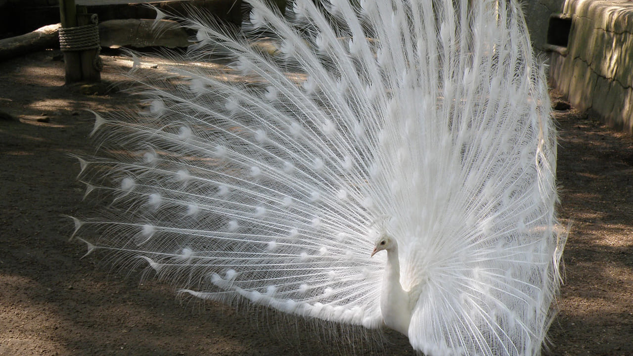 తెల్ల నెమళ్లు: రాజస్థాన్, ఉత్తరప్రదేశ్ వంటి ప్రాంతాల్లో కనిపించే తెల్ల నెమళ్లు పర్యాటకులను కట్టిపడేస్తాయి. ఇవి కూడా ల్యూసిజం వల్లే తెల్లగా మారుతాయి. మన దేశంలో వీటిని చూడటం శుభప్రదంగా భావిస్తారు.ప్రకృతిలో రంగుల వింతలు ఇక్కడితో ఆగవు. అస్సాం, భూటాన్ అడవుల్లో మెరిసిపోయే బంగారు రంగు కోతులు కనిపిస్తాయి. ఇవి అత్యంత అరుదైన జాతిగా గుర్తింపు పొందాయి.
