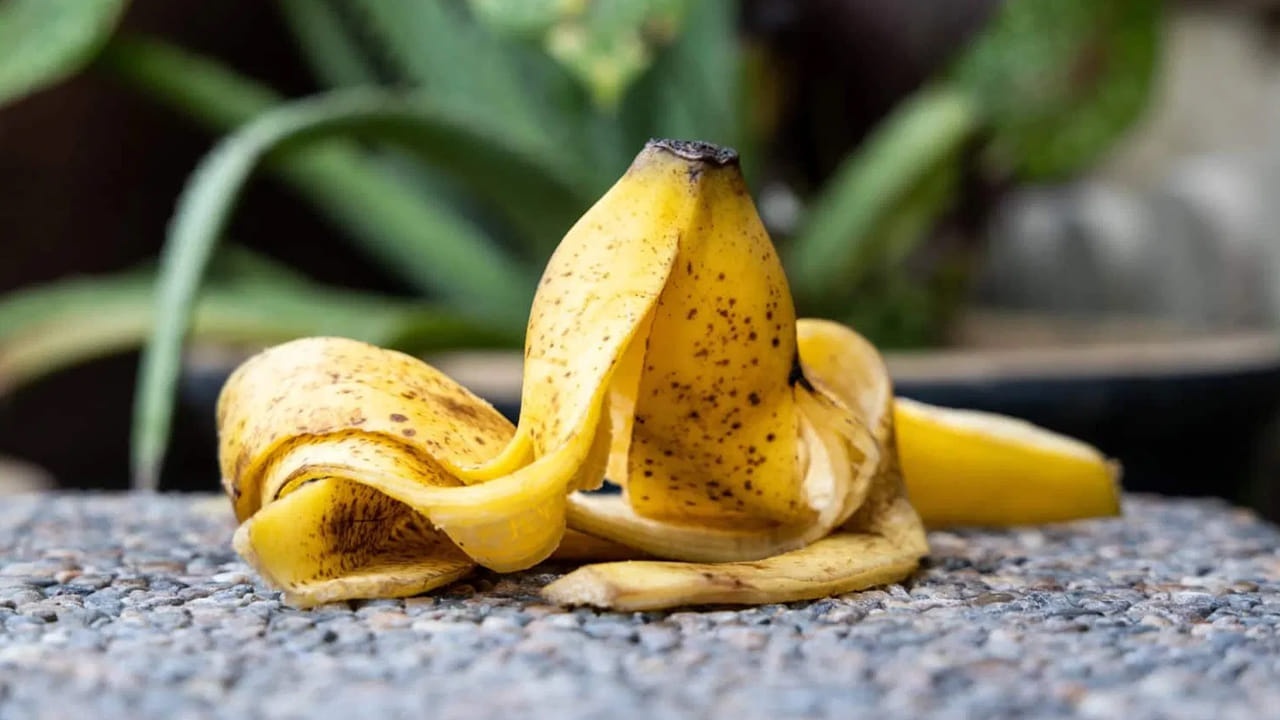 ఘర్షణను తగ్గించే మాయాజాలం: సాధారణంగా మనం నేలపై నడవడానికి ఘర్షణ అవసరం. కానీ అరటి తొక్క ఈ ఘర్షణను దాదాపు సున్నాకి పడిపోయేలా చేస్తుంది. శాస్త్రవేత్తల ప్రకారం.. అరటి తొక్క ఘర్షణ గుణకం కేవలం 0.07. ఇది మంచు గడ్డ లేదా బురద కంటే ఎక్కువ జారుడు గుణాన్ని కలిగి ఉంటుంది. పోల్చి చూస్తే ఆపిల్ తొక్క ఘర్షణ గుణకం 0.1 గా ఉంటుంది. అందుకే అరటి తొక్క అంత ప్రమాదకరంగా మారుతుంది.

