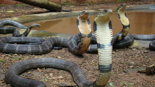 డబ్బు ఖర్చులేదు..లాండ్రీకి వెళ్లనక్కర్లేదు! ఖరీదైన బట్టలను ఇంట్లోనే డ్రై క్లీన్ చేసే సులభమైన పద్ధతి ఇదే..