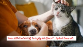 పాలు పోసి పెంచిన పిల్లే మిమ్మల్ని కరుస్తోందా?.. షాకింగ్ నిజం ఇదే.