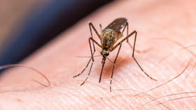 దోమలు కొందరినే ఎందుకు కుడుతాయో తెలుసా..?