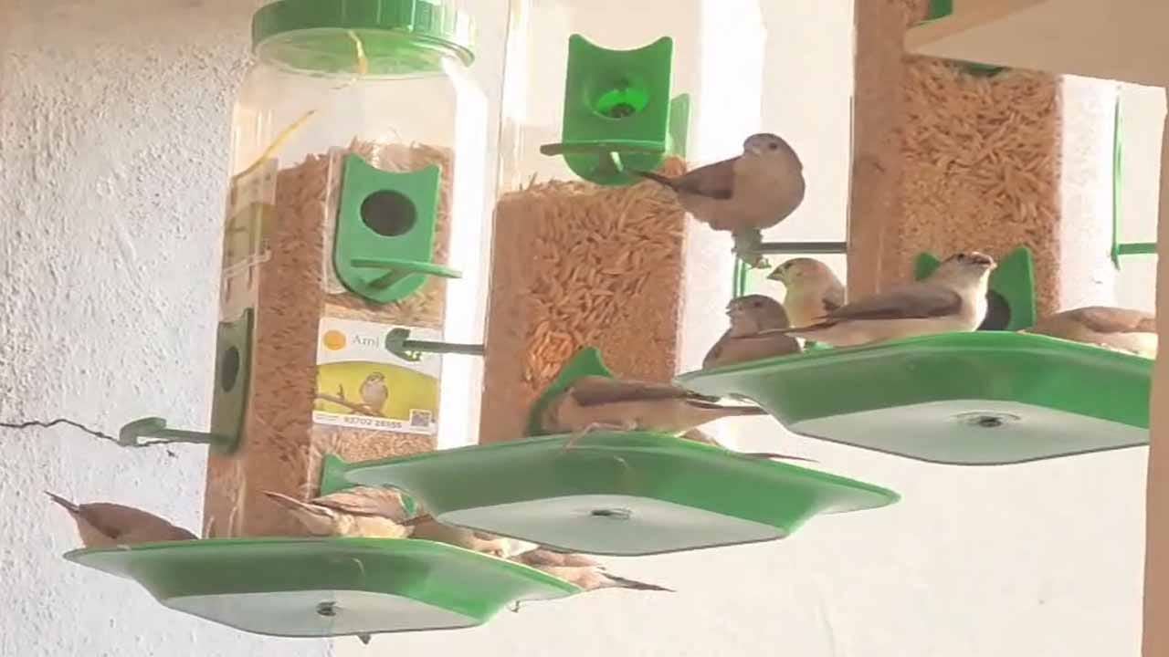 World Sparrows Day: మీకు ఇది తెలుసా.. పిచ్చుకల కోసం ప్రత్యేక దినోత్సవం.. అది ఎప్పుడంటే..?