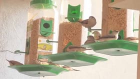 మానవుడి మనుగడలో భాగమైన పిచ్చుకల జాడ ఎక్కడా..?