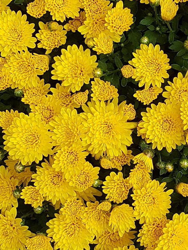 పసుపు చామంతి పూలు బస్తాలు బస్తాలు పూయాలంటే ఈ టిప్స్ పాటించండి