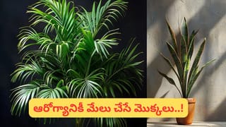 Elephants Teeth: ఏనుగుకి కనిపించే రెండు దంతాలేనా.. నోట్లో ఇంకా పళ్లు ఉంటాయా?