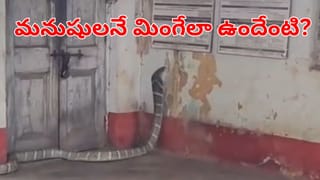 Watch: ఏం గుండెరా వాడిది.! పులితో పాటు దాని పిల్లలను కాపాడిన వ్యక్తి.. వీడియో చూస్తే వావ్ అనాల్సిందే!