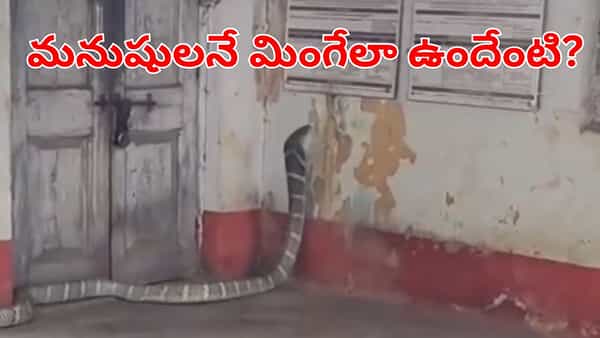 Viral Video: వామ్మో ఇంతుందేంది భయ్యా.. లైఫ్లో ఇంతపెద్ద పామును చూసుండరు! ఎలా బుసలు కొడుతోందో
