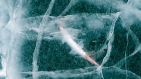 24 వేల ఏళ్ల తర్వాత కళ్లు తెరిచిన జీవి.. మంచు గర్భంలో మహాద్భుతం..