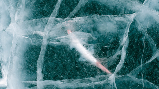 24 వేల ఏళ్ల తర్వాత కళ్లు తెరిచిన జీవి.. మంచు గర్భంలో మహాద్భుతం..