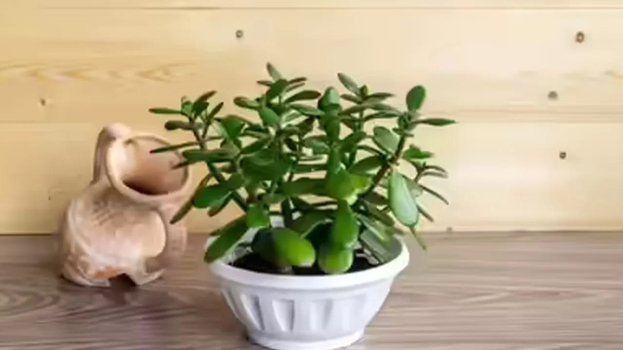 జేడ్ మొక్క దక్షిణ ఆఫ్రికాకు చెందినదైనా, ప్రస్తుతం ఇది భారతదేశంలో సులభంగా లభిస్తుంది. దీనిని “లక్కీ ప్లాంట్” అని కూడా పిలుస్తారు. ఆర్థిక సమస్యలు తగ్గి సంపద పెరగాలని కోరుకునేవారు, మనీ ప్లాంట్‌తో పాటు జేడ్ మొక్కను ఇంట్లో పెంచడం మంచిదిగా భావిస్తారు.
