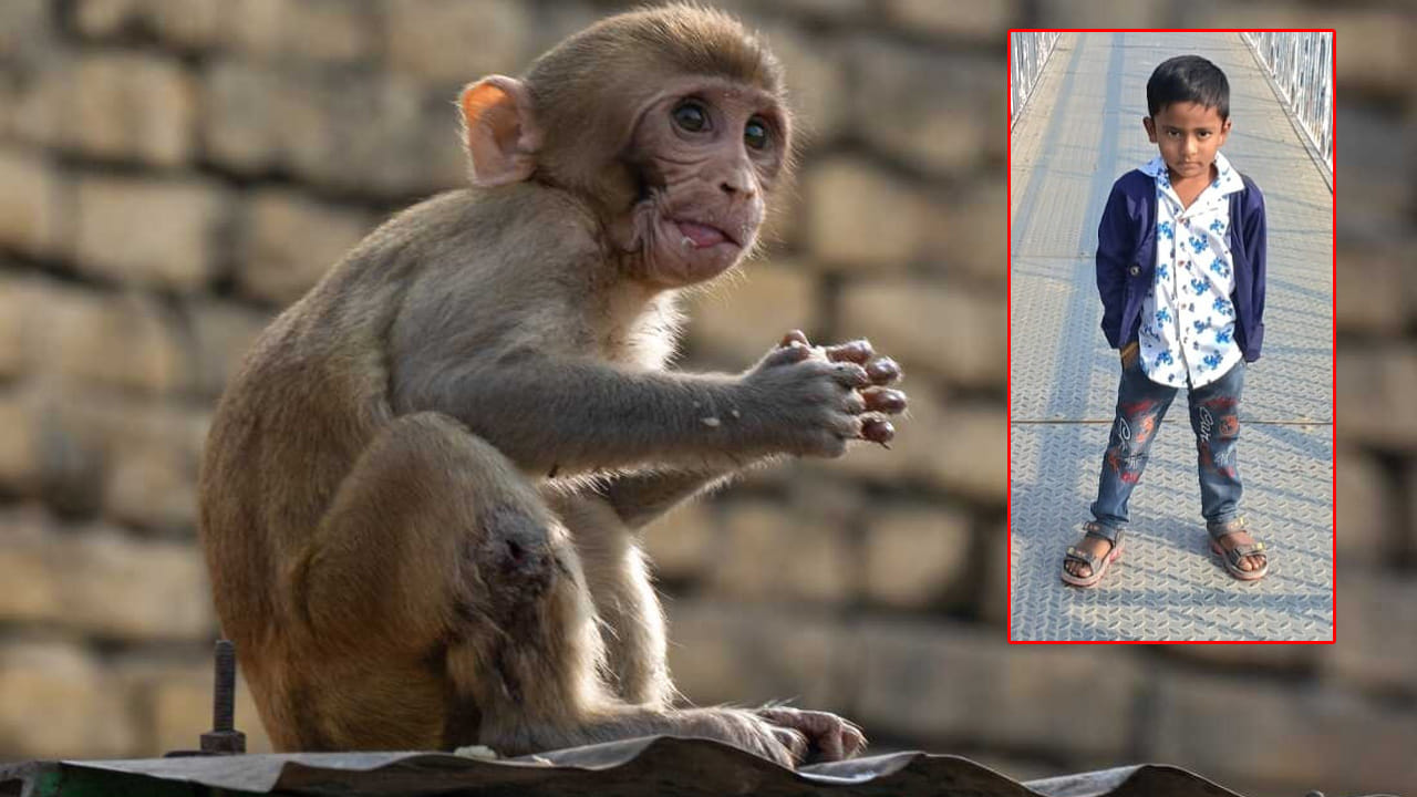 Telangana: కోతుల కోసం పెట్టిన విషం లడ్డూ.. తెలియక తినేసిన నాలుగేళ్ల పసివాడు..! ఆ తర్వాత ఏం...