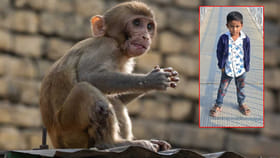 కోతుల కోసం పెట్టిన విషం లడ్డూ.. తెలియక తినేసిన నాలుగేళ్ల బాలుడు!