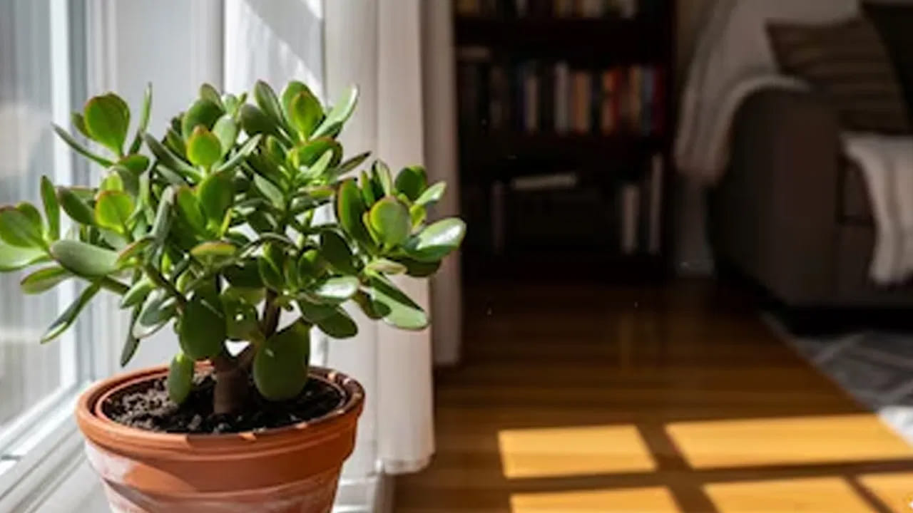 
మనీ ప్లాంట్ పెంచే సరైన విధానం.. 

మనీ ప్లాంట్‌ను ప్లాస్టిక్ సీసాల్లో కాకుండా కుండీలో పెంచడం మంచిది. దీనిని ఈశాన్య దిశలో ఉంచకూడదు. తూర్పు దిశలో ఉంచితే మంచి ఫలితాలు వస్తాయని వాస్తు శాస్త్రం సూచిస్తుంది.

(Disclaimer: ఇక్కడ అందించిన సమాచారం వాస్తు, జ్యోతిష శాస్త్రం, సాధారణ నమ్మకాల ఆధారంగా మాత్రమే అందించబడింది. ఈ సమాచారం ఖచ్చితంగా నిజం లేదా శాస్త్రీయంగా నిర్ధారితమైన సమాచారం అని భావించకండి. వ్యక్తిగత నిర్ణయాలు తీసుకునే ముందు సంబంధిత నిపుణులను సంప్రదించడం మంచిది.)
