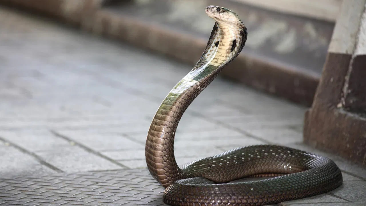 ఘాటైన వాసన గల మొక్కలు: కొన్ని రకాల తీపి, ఘాటైన వాసనలు వచ్చే మల్లె, చామంతి, అరలి వంటి మొక్కలు పాములను ఆకర్షిస్తాయని ఒక నమ్మకం ఉంది. వాసనల పట్ల సున్నితంగా ఉండే పాములు, ఆ సువాసనల కారణంగా మీ ఇంటి పరిసరాల్లోకి వచ్చే అవకాశం ఉంది. అప్రమత్తతతో ఉంటే ప్రమాదాలను నివారించవచ్చు. 
