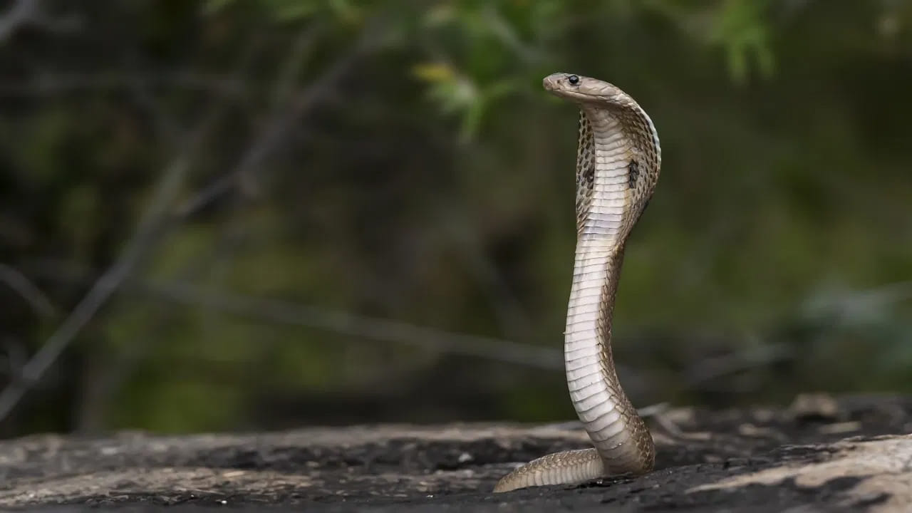 5 Things That Attract Snakes To Your Home