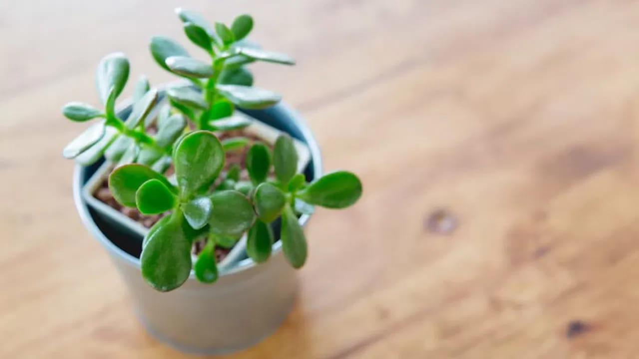 
జేడ్ మొక్కను ఎలా ఉంచాలి?.. 

వాస్తు ప్రకారం ఆగ్నేయ దిశ లక్ష్మీదేవితో సంబంధం కలిగి ఉంటుంది. అందువల్ల ఈ దిశలో జేడ్ మొక్కను ఉంచితే సంపద, శ్రేయస్సు పెరుగుతాయని చెబుతారు. అలాగే దీన్ని ఇంటి ప్రధాన ద్వారం లోపల కూడా ఉంచవచ్చు.