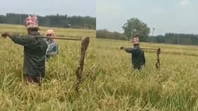 ఈ రైతు మాములోడు కాదు.. వరి కోస్తుండగా పొలంలో కనిపించిన కొండచిలవ..