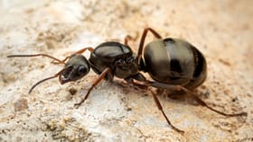 కోట్లు కురిపిస్తున్న చిట్టి చీమలు.. వీటితో ఏం చేస్తారో తెలుసా