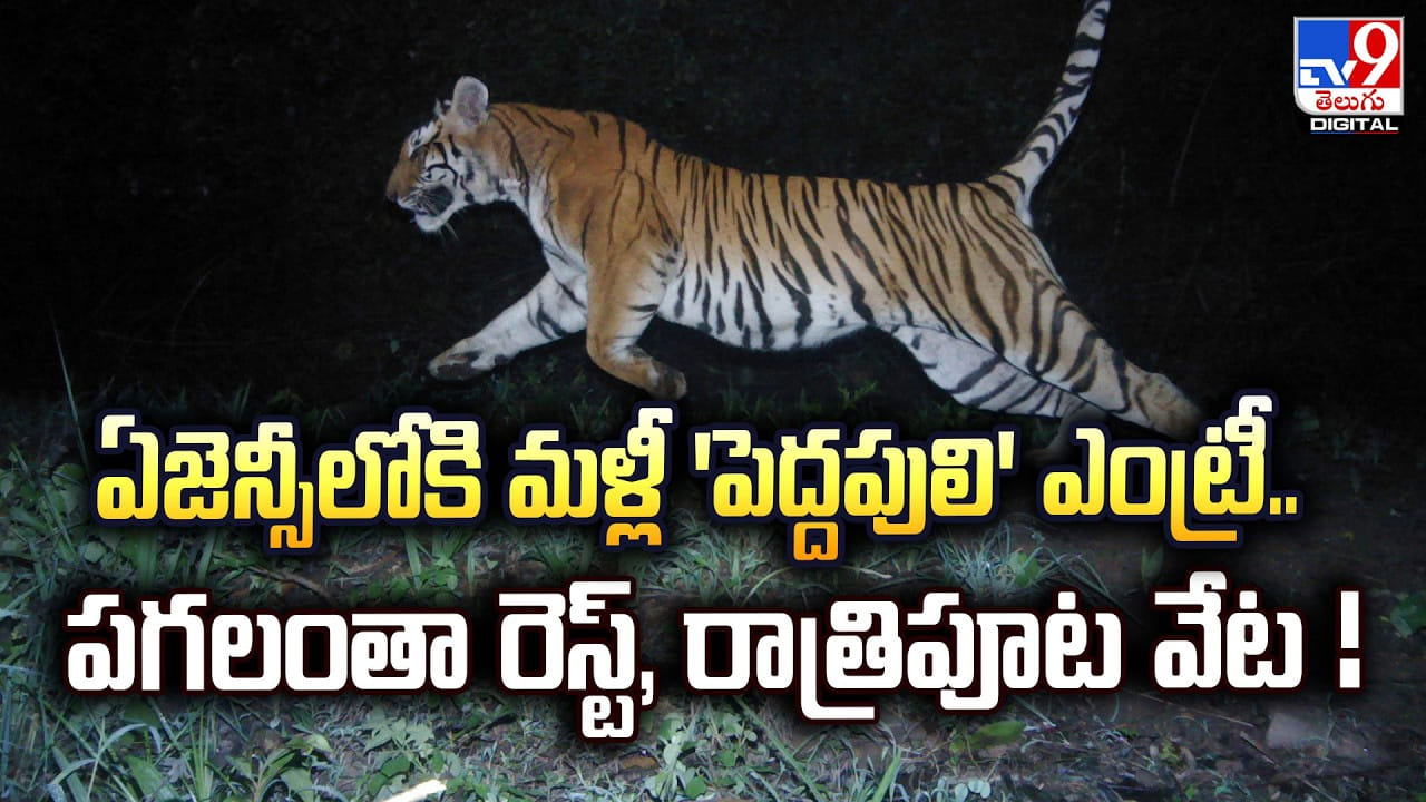 ఏజెన్సీలోకి మళ్లీ ‘పెద్దపులి’ ఎంట్రీ.. పగలంతా రెస్ట్, రాత్రిపూట వేట !