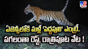 ఏజెన్సీలోకి మళ్లీ 'పెద్దపులి'.. పగలంతా రెస్ట్, రాత్రిపూట వేట