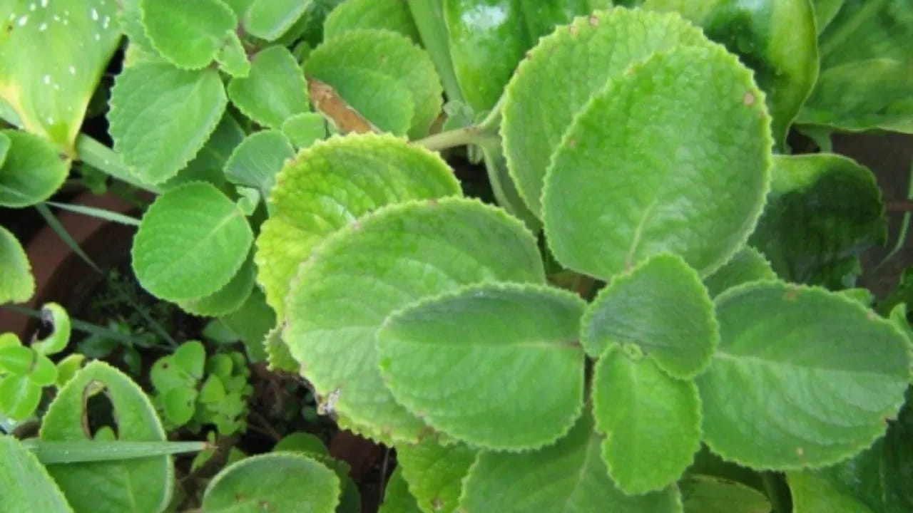 దివ్యాస్త్రం.. ఈ మొక్క ఉంటే డాక్టర్ అవసరమే ఉండదు.. మీ ఇంట్లో ఇలా ఈజీగా పెంచుకోండి..