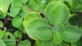 సర్వరోగ నివారిణి.. వామాకు మొక్కను పెంచడం ఇంత సులువా..?